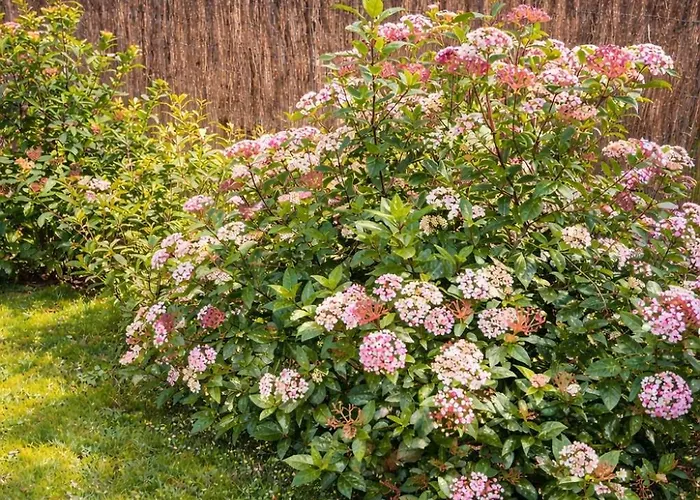 La Petite Rangeoise * Rang-du-Fliers